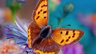 12 Hours of Beautiful Relaxing Music Peaceful Instrumental Music quotButterfly Gardenquotquot by Tim Janis [upl. by Enilram]