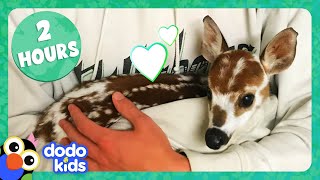 2 Hours Of Animals Being Ridiculously Cute  Dodo Kids  Animal Videos For Kids [upl. by Enail996]