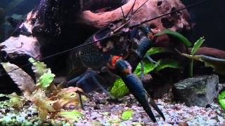 Cherax Quadricarinatus [upl. by Michaeline812]