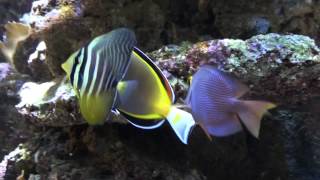 Zebrasoma veliferum young Sailfin tang [upl. by Mayer]