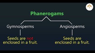 Phanerogams [upl. by Beekman]