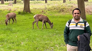 Richmond Park  Deer Park  Isabella Plantation London [upl. by Marek]