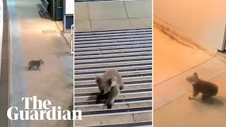 Casula koala takes a tour of Sydney train station [upl. by Ralat]