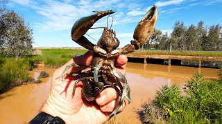 Catching Enormous Yabbies And Carp In The Riverina [upl. by Ahsitak]