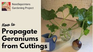 How to Propagate Geranium Plants from Cuttings [upl. by Gee]