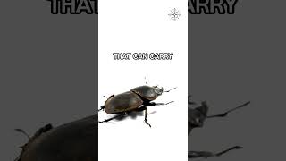 What is the Stag Beetle Part 2 [upl. by Dugald]