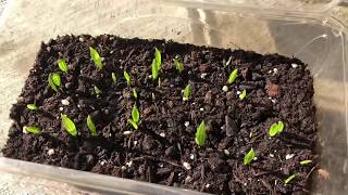 Trachycarpus fortunei easy seed germination update [upl. by Noillimaxam]