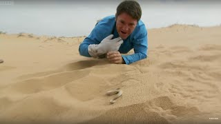 Sidewinder Snake Hides In Sand  Deadly 60  BBC Earth [upl. by Elay109]