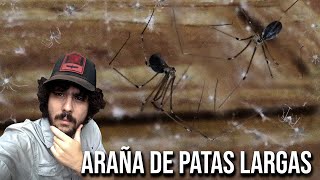 Araña de patas largas 4K Pholcus phalangioides Araña patona [upl. by Estrella255]