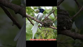 Paradise Flycatcher viralshorts trending shorts short nature travel wildlife amazing birds [upl. by Dex]