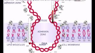 In vitro DNA transformation [upl. by Agnola]