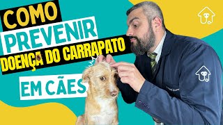 COMO PREVENIR A DOENÇA DO CARRAPATO EM CÃES MANTENHA SEU PET PROTEGIDO [upl. by Aivirt510]