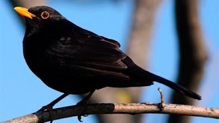 NATURAMerlo in canto Turdus merula NINACC HIUNT [upl. by Calesta]