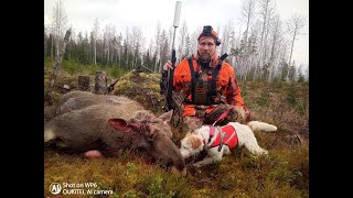 Hirven metsästystä 2020  Moose hunting [upl. by Atig748]