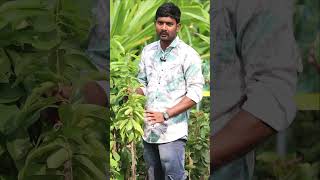 Lakshmana Phalam Plants  Cancer Fruit  Soursop Plants  Kadiyam Abbai  Shorts  238 [upl. by Aneev]