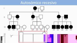 Lec21 Genética humana Análisis de patrones herencia monogénicos en genealogías umh1144 201415 [upl. by Cosetta480]