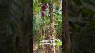 Kadayanallur agriculture Land sales agriculture landsalesrealesat [upl. by Aynnek]