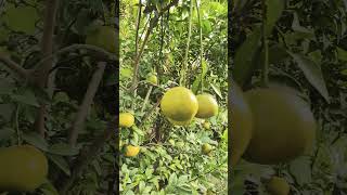 pure organic kinnow orange santara किन्नू [upl. by Aruabea]