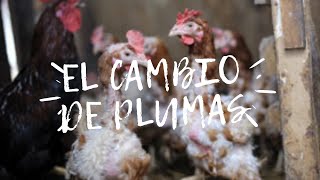 CAMBIO DE PLUMAS EN GALLINAS ORNAMENTALES 3 🐔Family Serber ecuador [upl. by Quinn]