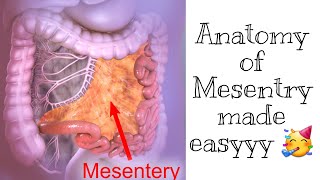 Mesentry Anatomy  Easiest most explanation [upl. by Victor]