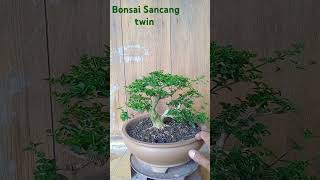 Bonsai premna microphylla Sancang mame filosofibonsai cintabonsai [upl. by Cartwell]