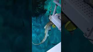 Feeding the Zebra Sharks at Shark Reef Aquarium in Las Vegas [upl. by Amalbena]