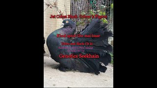 Jet Cobra Black Colour Pigeon Producing Tricks Apnai Ghr mai khod Black American Fantail kesai bnae [upl. by Netniuq]