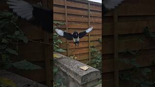 Magpie Grabbing a Monkey Nut in Slow Motion 🥜 [upl. by Acinomal]