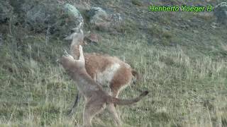 Puma cazando a un guanaco  Torres del Paine [upl. by Analle]