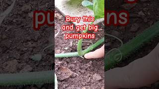 Gardening tips 20  Bury this to get bigger pumpkins pumpkin gardeningtips gardening [upl. by Palmira]