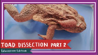 Toad Dissection Part 2 Thoracic Cavity amp Abdominal Cavity  A Double Life EDU [upl. by Eidas]