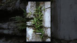 🌱🌍 ¡Planta que se Come los Metales 💪♻️ Descubre a la Pteris vittata 🌿 [upl. by Jakob]