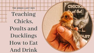 How To Teach Chicks Turkey Poults and Ducklings To Eat amp Drink  The Urban Lady Bug [upl. by So]