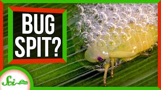 Beware the Bug Spit How Spittlebugs Accidentally Doom Plants [upl. by Trubow]