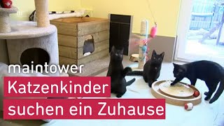 3 KatzenKinder suchen ein neues Zuhause Spucky Happy und Fauchy  maintower [upl. by Genia368]