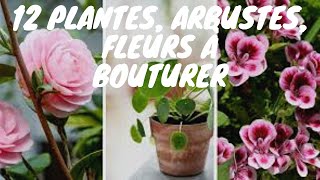 plante arbuste fleur bouturer 12 plantes arbustes fleurs à bouturer [upl. by Notnerb321]