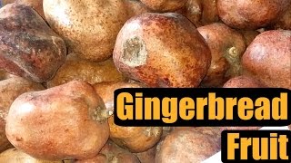 Gingerbread Fruit Review Hyphaene thebaica  Weird Fruit Explorer Ep 153 [upl. by Ayatnohs]