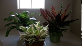 Calathea Timelapse [upl. by Lamaaj]