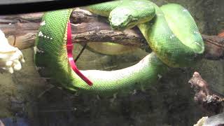 GIVING BIRTH  Emerald Tree Boa [upl. by Amarillas106]