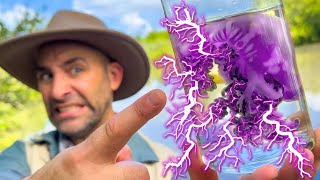 Jellyfish JOLT Coyotes SHOCKING Experiment [upl. by Leahsim226]