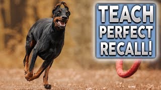 How To Teach PERFECT Recall Stop Your Dog Ignoring You Off Leash [upl. by Adivad]