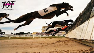 Greyhound Champion Hurdle Racing [upl. by Ohcirej]