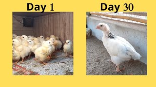 Light Sussex Heritage Chicks Growth part 1  Day 1 to 30 [upl. by Haymes]