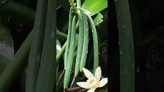 Discover the Vanilla Orchid Natures Flavor Factory [upl. by Asaert]