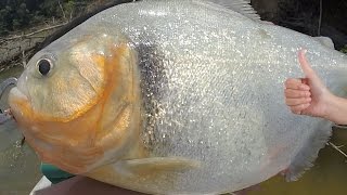 BIGGEST PIRANHA In the World  Amazon River Monsters [upl. by Uird529]