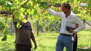 Vendimia del Albariño  Cambados Galicia [upl. by Ardnohs837]