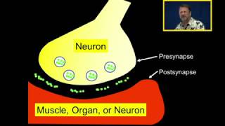 Neurotransmission Introduction [upl. by Auqenahc19]