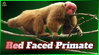 The RedFaced PRIMATE  📂 The OCK Files [upl. by Rola]