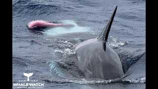 Killer Whales Mating [upl. by Ahsienet]