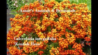 Annies Annuals amp Perennials Episode 002  Calceolaria integrifolia Kentish Hero [upl. by Elehcar]